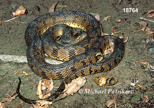 Diamondback Watersnake (Nerodia rhombifer)